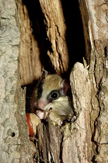 Dormice: Forest dormouse, adult