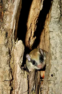 Dormice: Forest dormouse, adult