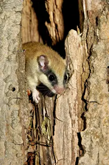 Dormice: Forest dormouse, adult