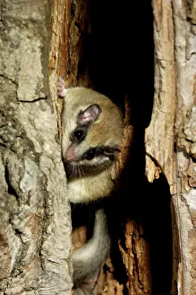 Dormice: Forest dormouse, adult