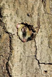 Dormice: Forest dormouse, adult, climbs out of its shelter