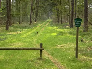 Vecht: Forest entrance