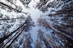 Viewed: FOREST - Eucalyptus mountain ash, viewed from below