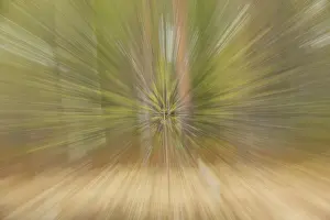 Zoom: Forest in Finland with dynamic zoom effect
