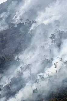 Damaging: Forest Fire