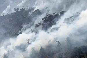 Damaging: Forest Fire