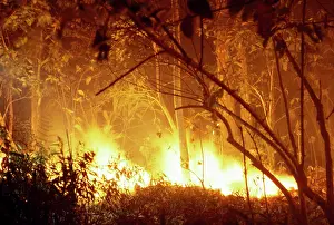 Fires: Forest Fire