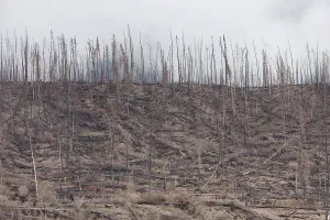 Contorta: Forest Fire