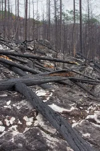 Contorta: Forest Fire