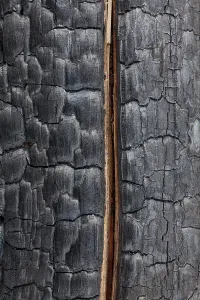 Contorta: Forest Fire