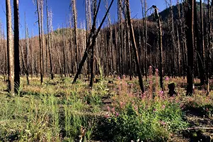Fires: Forest After Fire