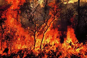Burning: Forest fire
