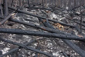 Jasper: Forest Fire