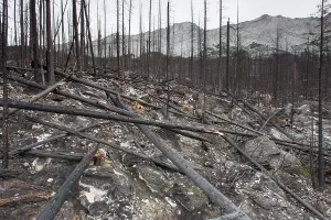 Jasper: Forest Fire