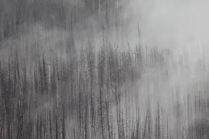 Contorta: Forest Fire burnt Pine Trees in fog