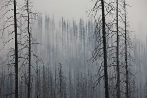 Contorta: Forest Fire burnt Pine Trees in fog