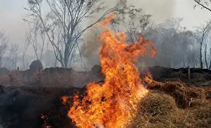 Peat: Forest fire, Mato Grosso, Brazil, Brazil