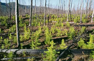 1988: Forest Fire - New growth Lodgepole Pines after 1988 fires