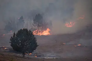 Wildfires: Forest fire, in open scrub/woodland with pines