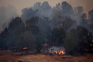 Wildfires: Forest fire, in open scrub/woodland with pines