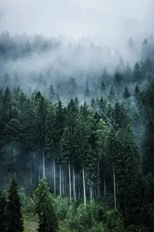 Sergio Arias: Forest in fog in the morning Dolomites, Alps, Italy