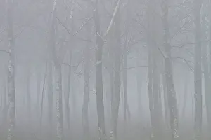 Penama: Forest in fog Penama, Galicia, Spain