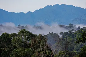 Sabah: Forest in the forest reserve of Derramakot
