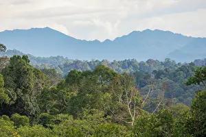 Sabah: Forest in the forest reserve of Derramakot