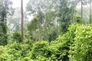 Sabah: Forest in the forest reserve of Derramakot