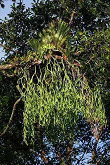 Sabah: Forest in the forest reserve of Derramakot, staghorn fern