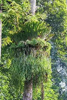 Sabah: Forest in the forest reserve of Derramakot, staghorn fern