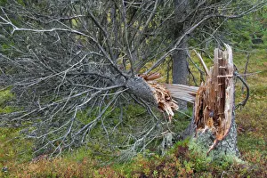 Rotten: Forest Fulufjaell Fallen Tree ancient forest Fulufjaell