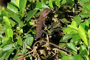 Agamid: Forest Garden Lizard