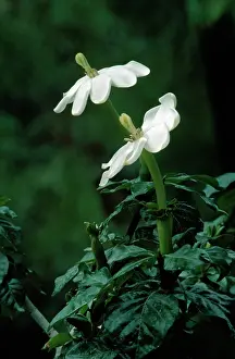 Bonnie Weisser: Forest Gardenia