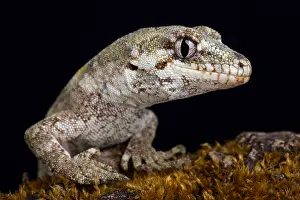 Granulatus: The forest gecko (Mokopirirakau granulatus) is a