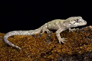 Granulatus: The forest gecko (Mokopirirakau granulatus) is a