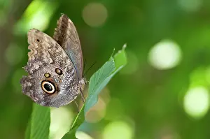 Eurilochus: Forest Giant Owl Moth on leaf