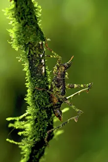 Michele Menegon: Forest Grasshopper - on a branch