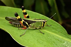 Andasibe: Forest Grasshopper (Heteracris sp) on a leaf, Andasibe