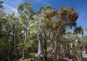 Dominated: Forest - High altitude elfin forest dominated