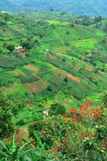 Surrounded: The forest, home for 360 mountain gorillas, is surrounded