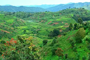Surrounded: The forest, home for 360 mountain gorillas, is surrounded