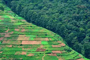Surrounded: The forest, home for 360 mountain gorillas, is surrounded