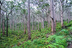 Eucalypts: Forest of karri trees, the third tallest tree species