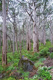 Eucalypts: Forest of karri trees, the third tallest tree species
