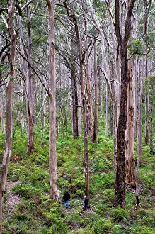 Eucalypts: Forest of karri trees, the third tallest tree species