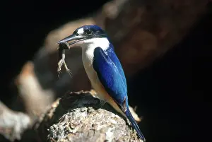 Alcedinidae: Forest Kingfisher