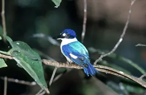 Alcedinidae: Forest Kingfisher