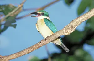 Halcyon: Forest Kingfisher