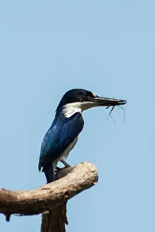 Macleayii: Forest Kingfisher